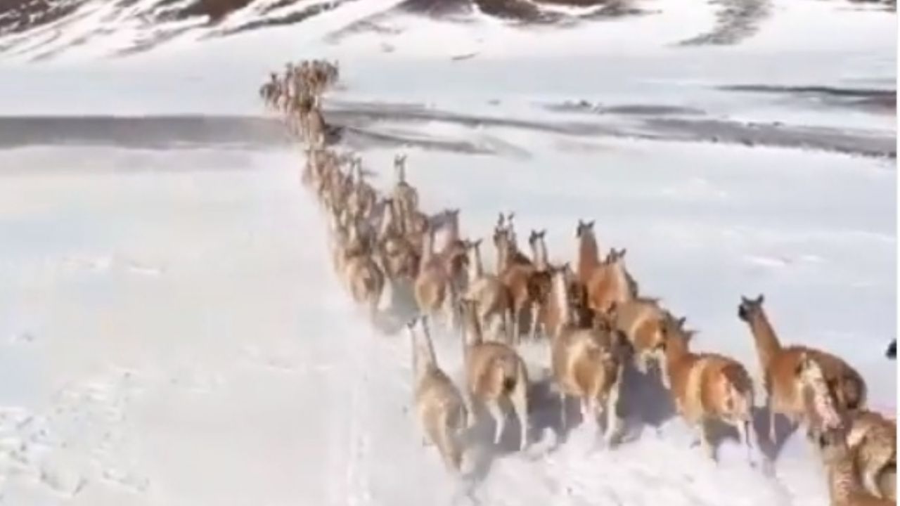 Captura del video publicado por Huevo Muñoz. .