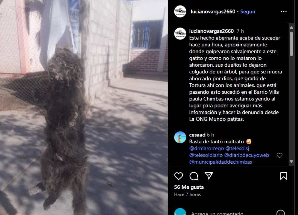 Investigan casos de maltrato animal en Chimbas: un gato ahorcado y un perro quemado con ácido