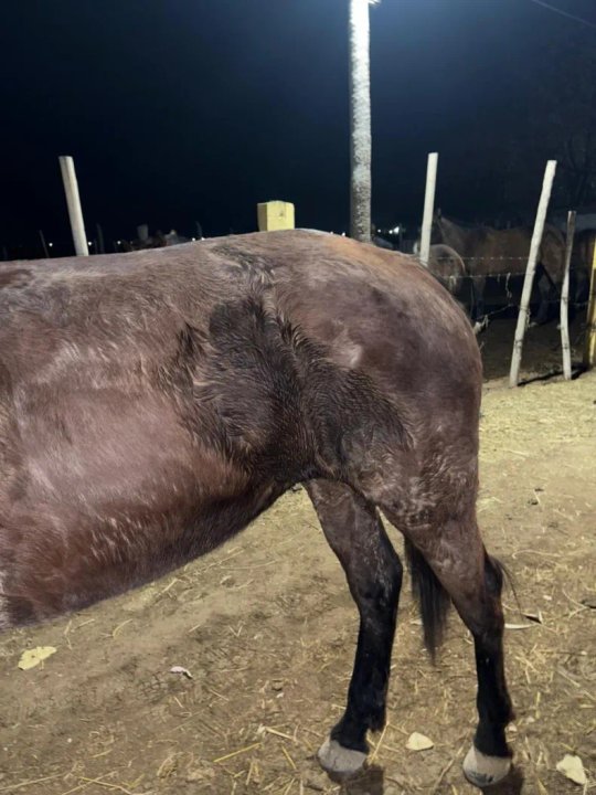 Salvaron a un caballo viejo y herido que había caído en un canal