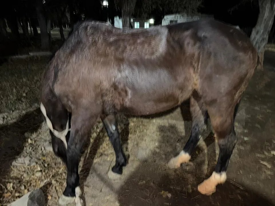 Salvaron a un caballo viejo y herido que había caído en un canal